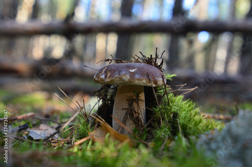 White mushroom growing through the moss, mushrooming in Russia