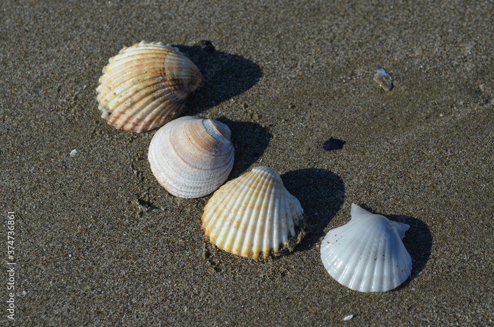 four white shells resting on the gray sand of the beach
four white shells resting on the gray sand of the beach