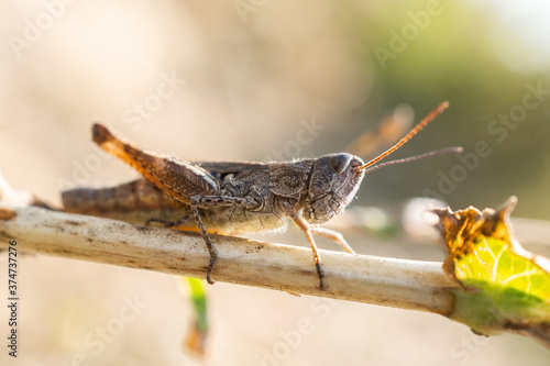 Wallpaper Mural eastern lubber grasshopper. Torontodigital.ca