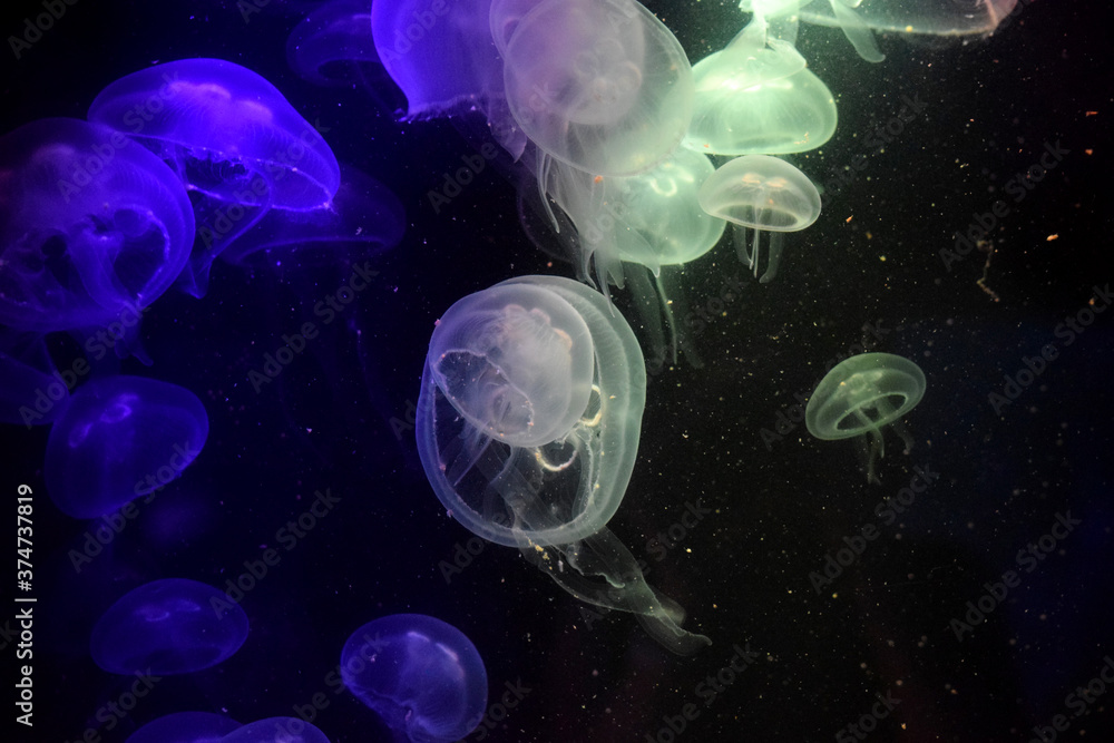 Naklejka premium jellyfish underwater