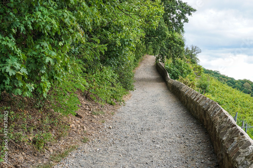 A footpath above a vineyard in Pillnitz