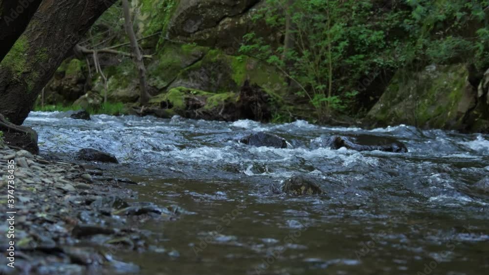 beautiful crystal water river stream in forest slow motion 4k beautiful crystal water river stream in forest slow motion 4k