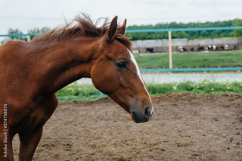 Walking a beautiful and healthy horse on the ranch. Animal husbandry and horse breeding Walking a beautiful and healthy horse on the ranch. Animal husbandry and horse breeding