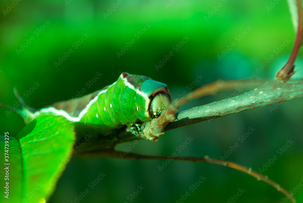 Nature, a live green caterpillar crawling along a branch.