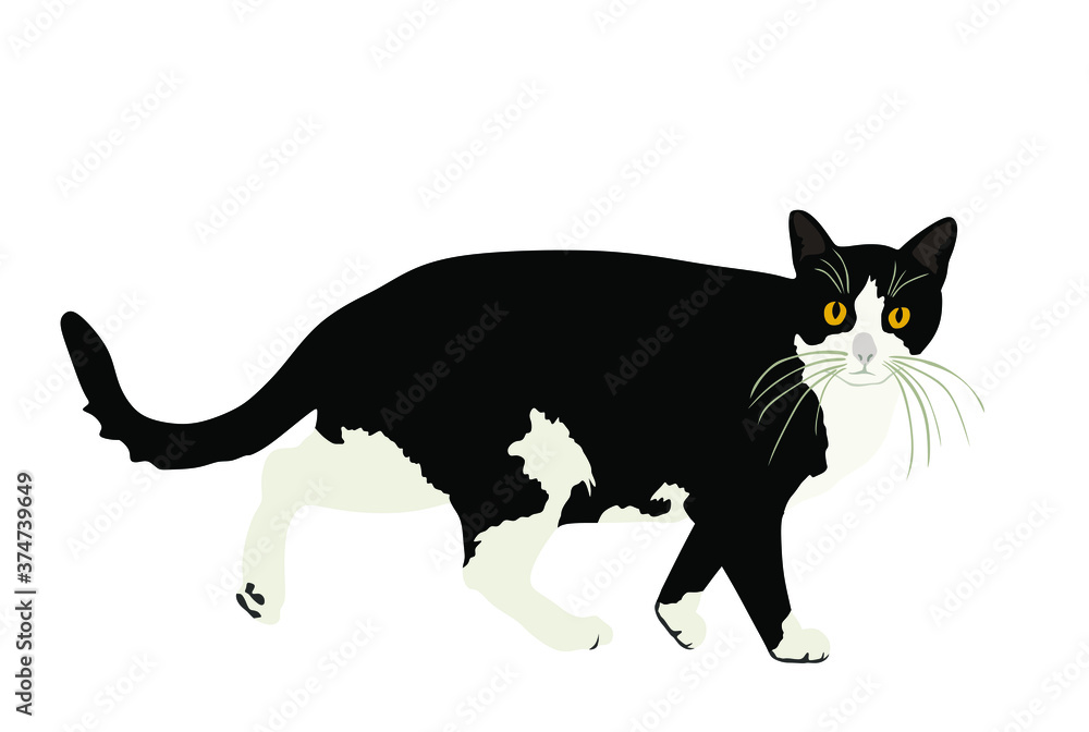 Black and white cat vector illustration isolated on white background. Lovely pet.