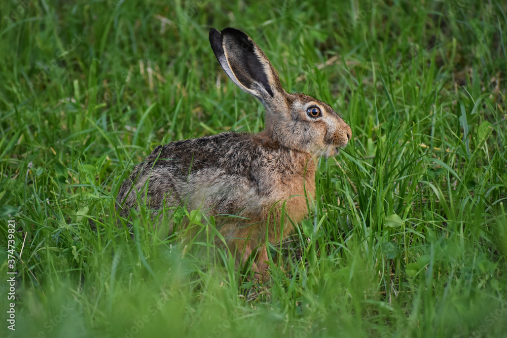 Fototapeta premium cute hare sit on grass