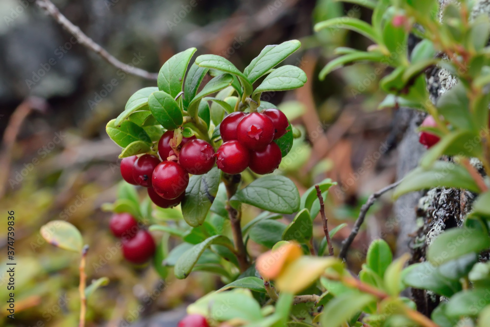 Obraz premium Ripe red berries of a cowberry close up
