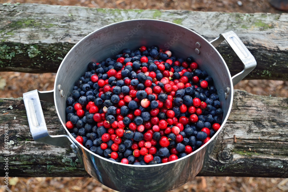 Ripe berries of lingonberry and blueberry close-up lie in a saucepan Ripe berries of lingonberry and blueberry close-up lie in a saucepan