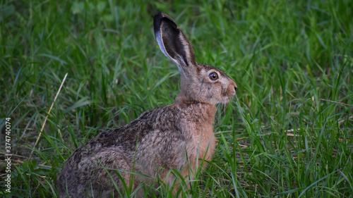 Brown hare sit on grass © Tomasz Kaznowski