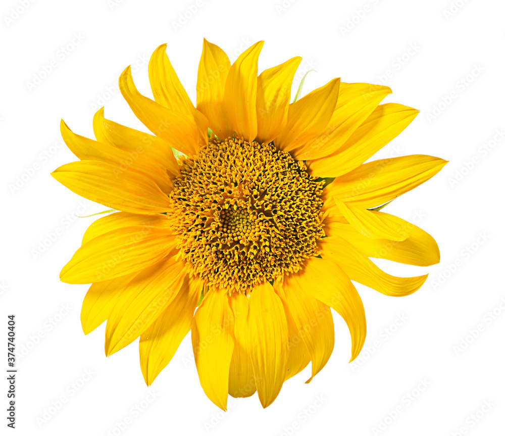 Fototapeta premium sunflower close up isolated on white