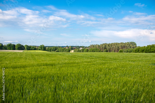  green young field seen from the side