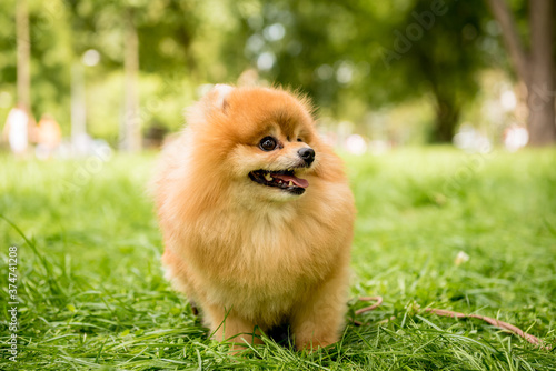 Portrait of cute pomeranian dog at the park. © romaset