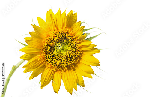 Fototapeta Naklejka Na Ścianę i Meble -  sunflower close up isolated on white 