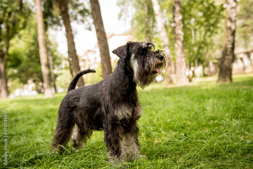 Portrait of cute miniature schnauzer at the park.