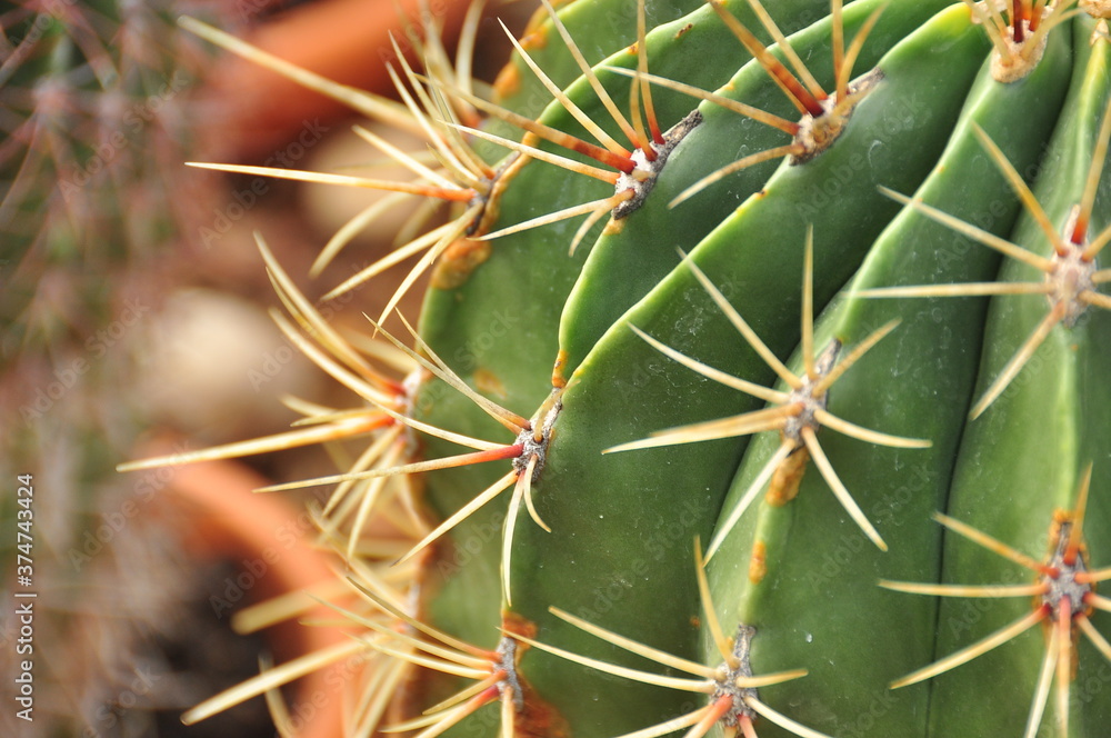 close up of cactus thorns