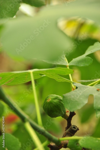 green leaves and a fig on a branch