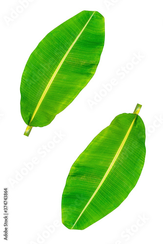 Banana leaf  green leaves  isolated