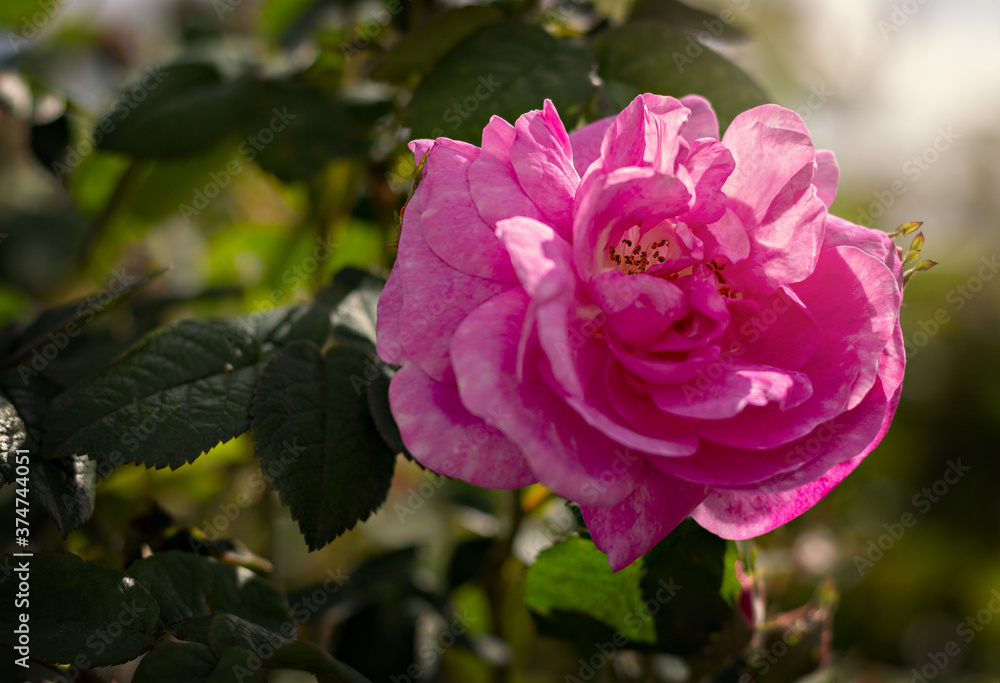 pink rose in the garden pink rose in the garden