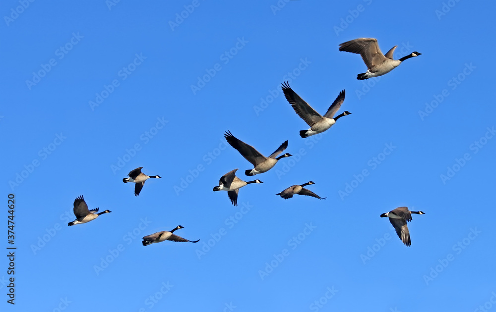 Obraz premium A flock of Canada geese in flight.