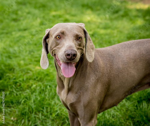 Portrait of cute weimaraner dog breed at the park. © romaset