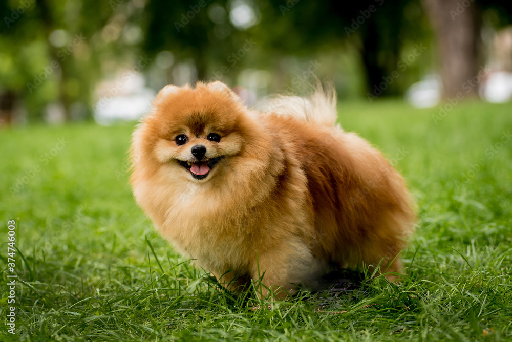 Portrait of cute pomeranian dog at the park.