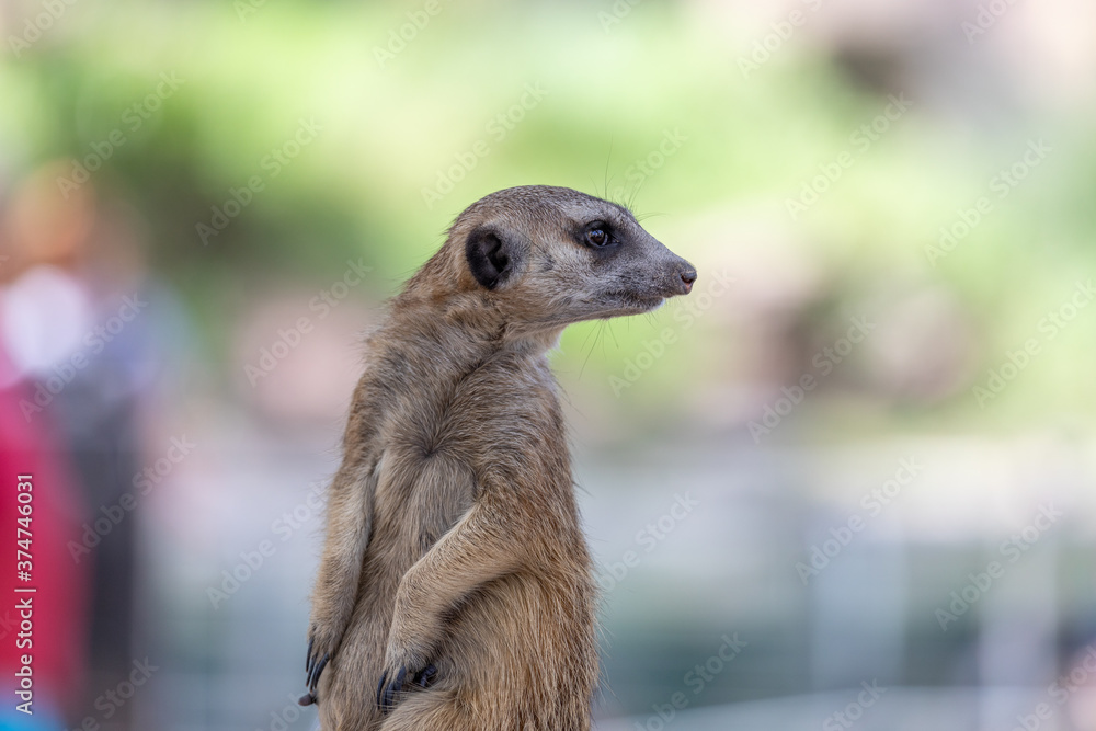 Obraz premium Meerkat or Suricate (Suricata suricatta)