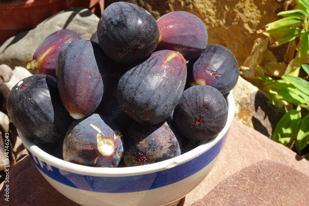 Fototapeta premium Purple Fig Fruit in Bowl Display