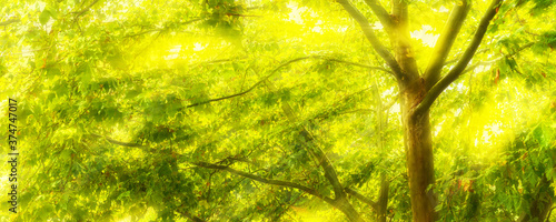 Panorama of the forest in summer with bright sun shining through the trees creating sun rays in the fog