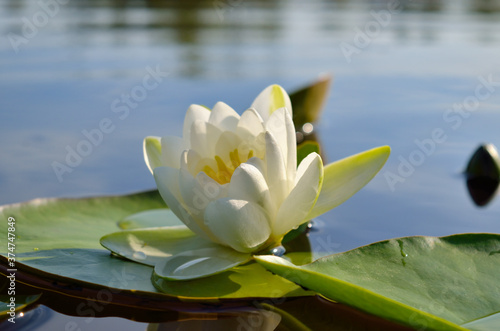 White water lily blooms in a pond among the leaves