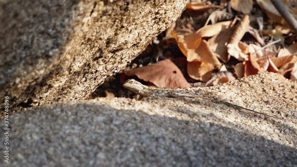A gray lizard sits on a gray stone, enjoying the morning sun. Nature of india A gray lizard sits on a gray stone, enjoying the morning sun. Nature of india