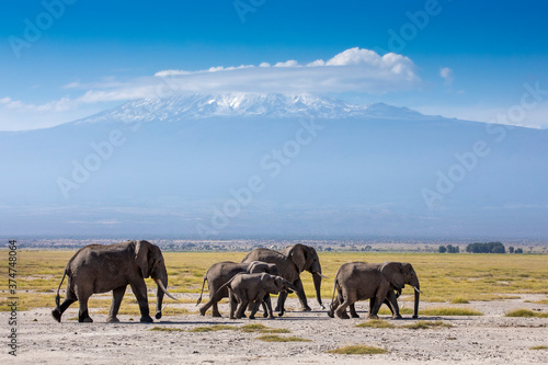 Elephant pride walking in Amboseli National Park with beautiful Mount KIlimanjaro in the background in Kenya