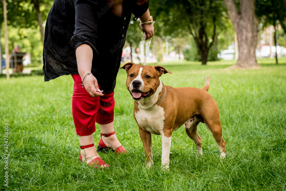 Owner trains the american staffordshire terrier at the park.