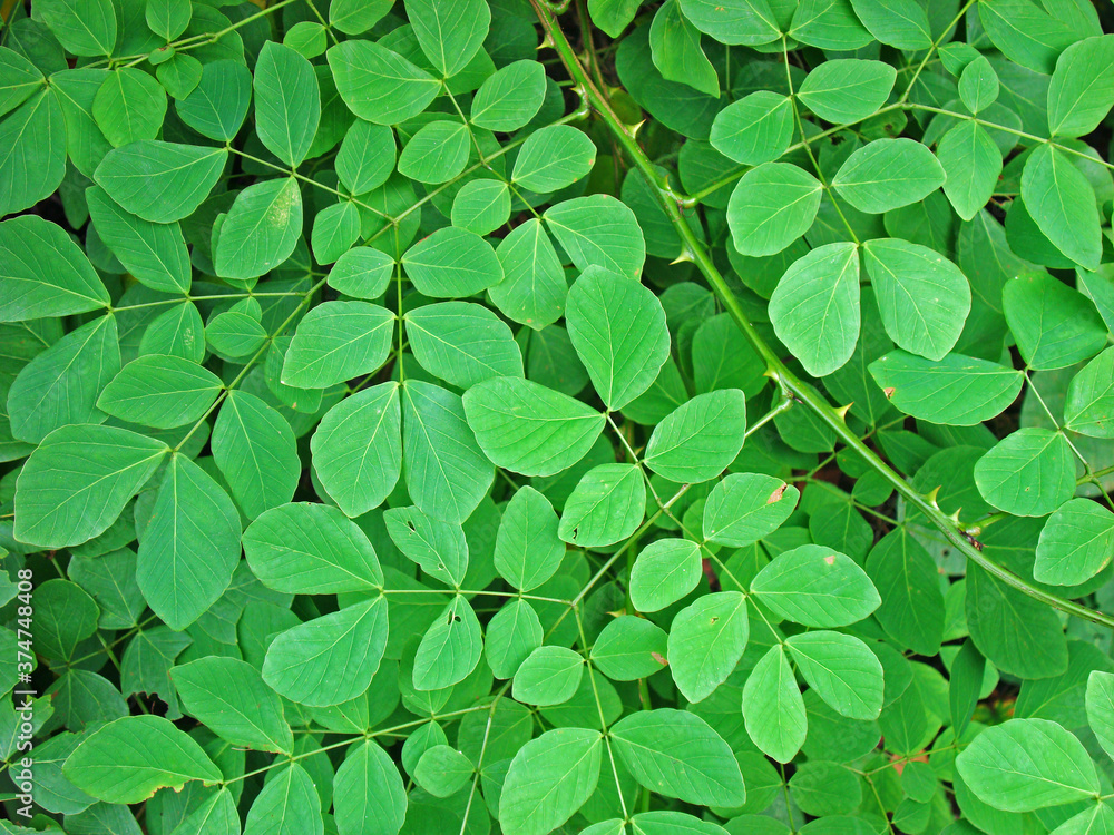 Green leaves background Green leaves background