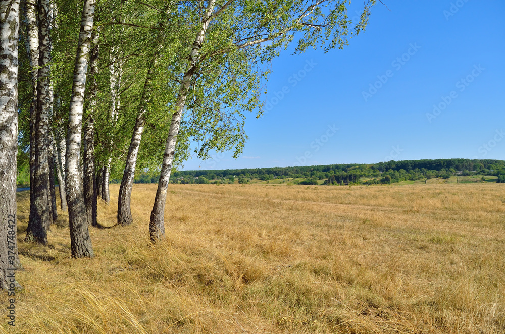 Birch grove in a field against a blue sky Birch grove in a field against a blue sky