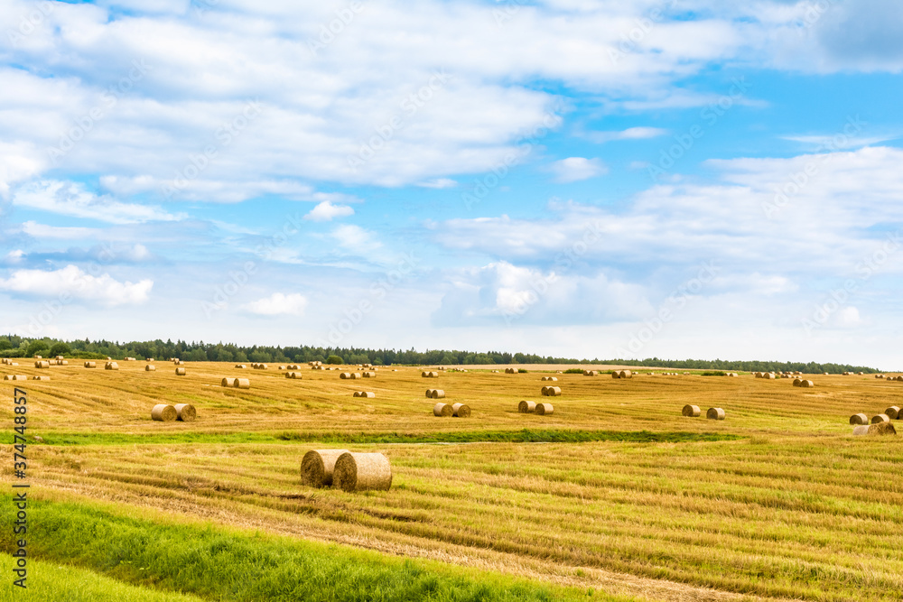 Fototapeta premium Round bales of hay on farmland with blue cloudy sky