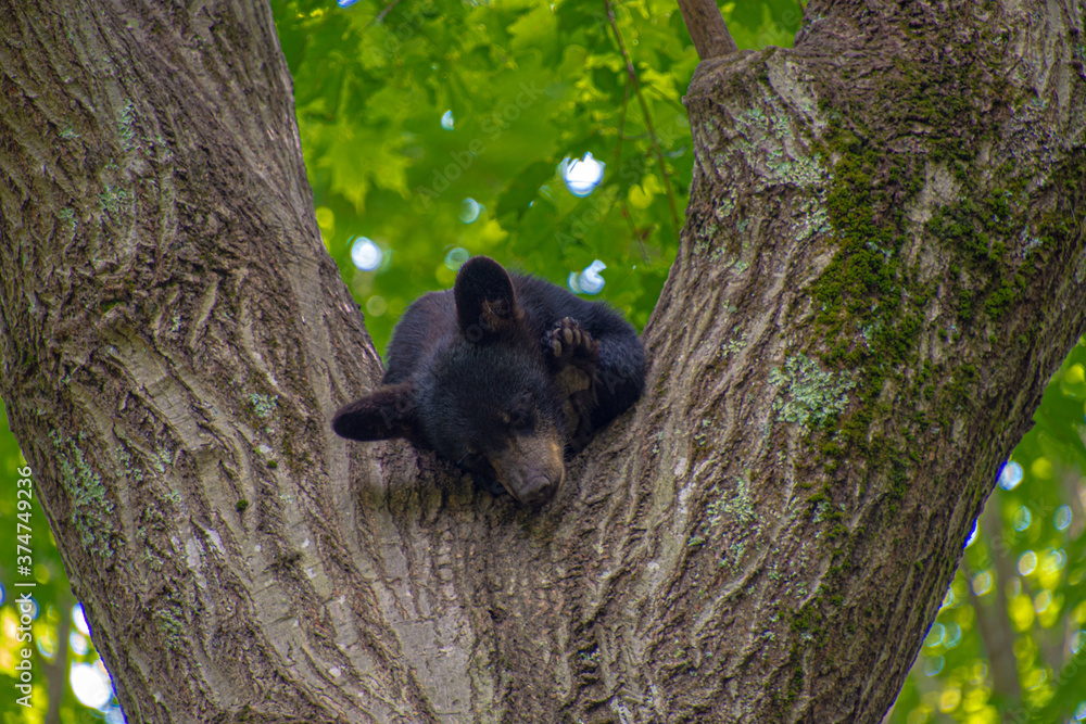 Obraz premium Black bear