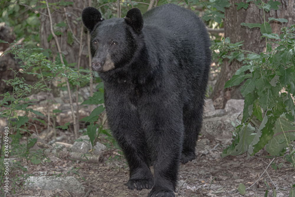 Black bear