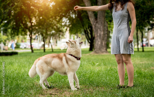 Owner trains the husky dog at the park. © romaset