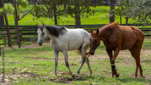 Horss on a ranch in north central Florida near Ocala photo