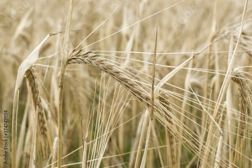 ripening barley  close-up abstract background