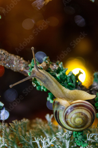 snail on a branch