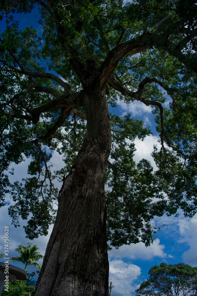 Obraz premium tall tree with blue sky backgound