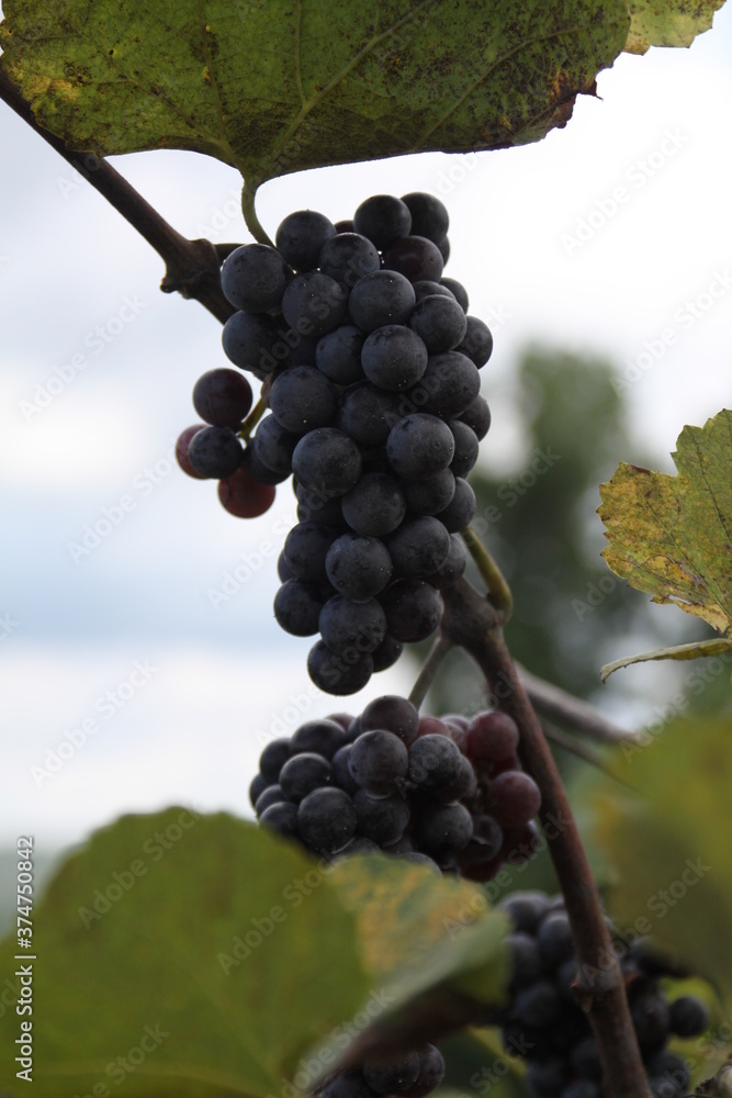 Red Wine Grapes of Defiance, Missouri, USA 2020 VIII
