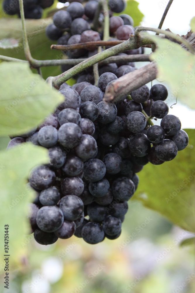 Red Wine Grapes of Defiance, Missouri, USA 2020 XII Red Wine Grapes of Defiance, Missouri, USA 2020 XII