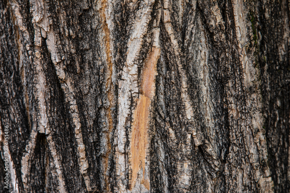 Obraz premium natural wood tree trunk texture background