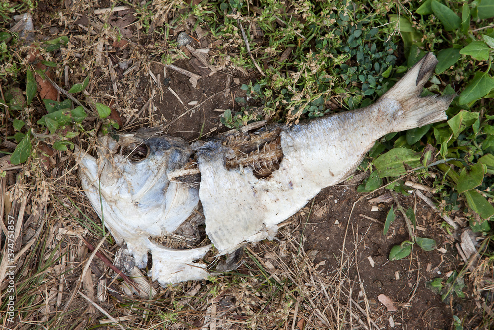 Obraz premium Dead fish on the grass