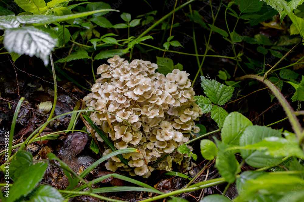 Oyster Mushrooms in the summer forest. A welcome find for the mushroom picker. Valuable and delicious culinary ingredient Oyster Mushrooms in the summer forest. A welcome find for the mushroom picker. Valuable and delicious culinary ingredient