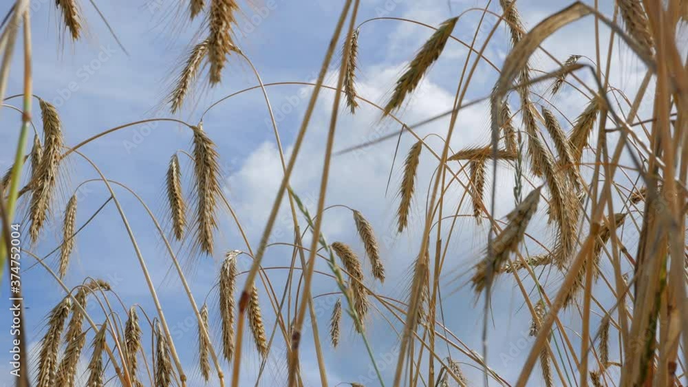 Organic farming. Growing cereals - wheat, rye, rice without pesticides, and fertilizers.