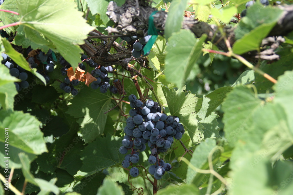 Red Wine Grapes of Augusta, Missouri, USA 2020 III