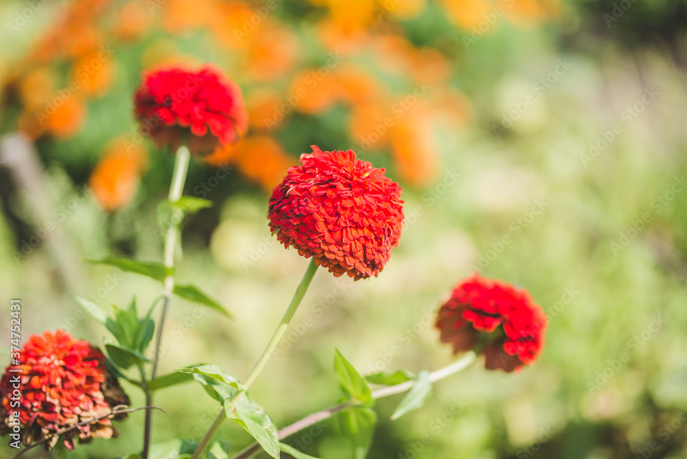 Red marigolds in the garden close uo